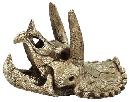 SKULL TRICERATOPS M