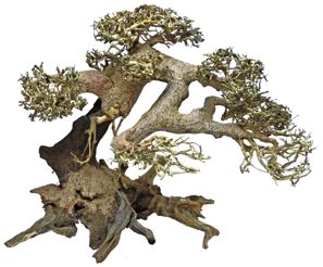 BONSAI DRIFTWOOD L