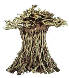 BONSAI MUSHROOM SMALL