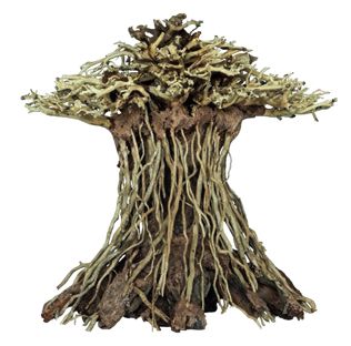 BONSAI MUSHROOM MEDIUM