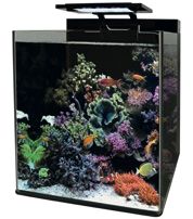 [*]BM REEF 60 AQUARIUM