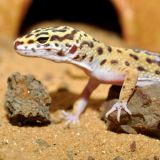 LEOPARD GECKO BEDDING 5KG