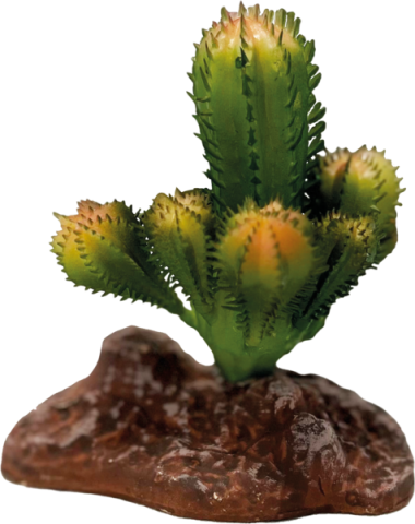 REPTO PLANT CACTUS