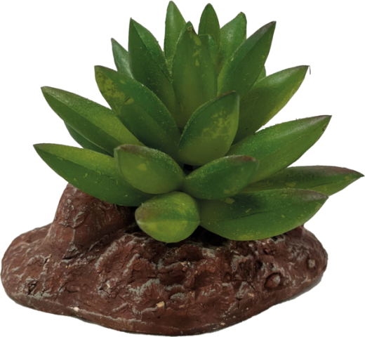 REPTO PLANT ALOES