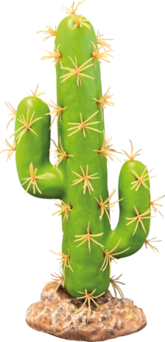 REPTO PLANT CACTUS SAN PEDRO