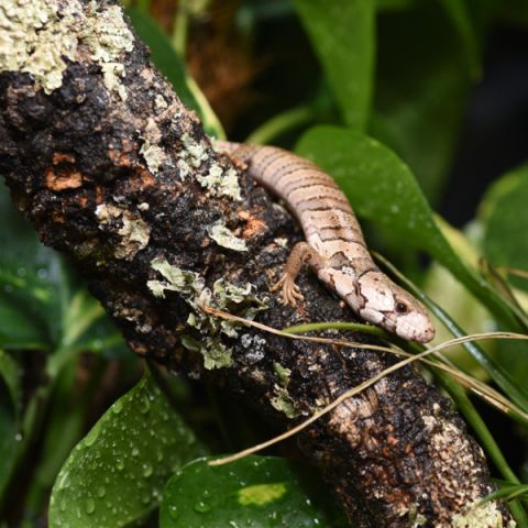 HABISTAT CORK BRANCH APPROX 50CM